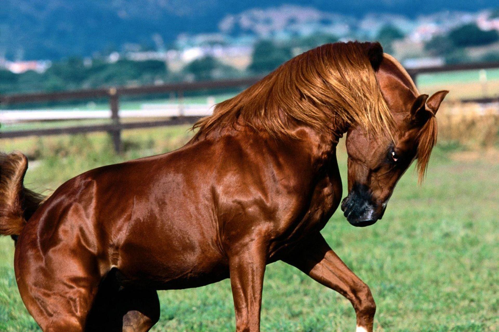 Qarabağ atları - Uşaq Bilik Portalı