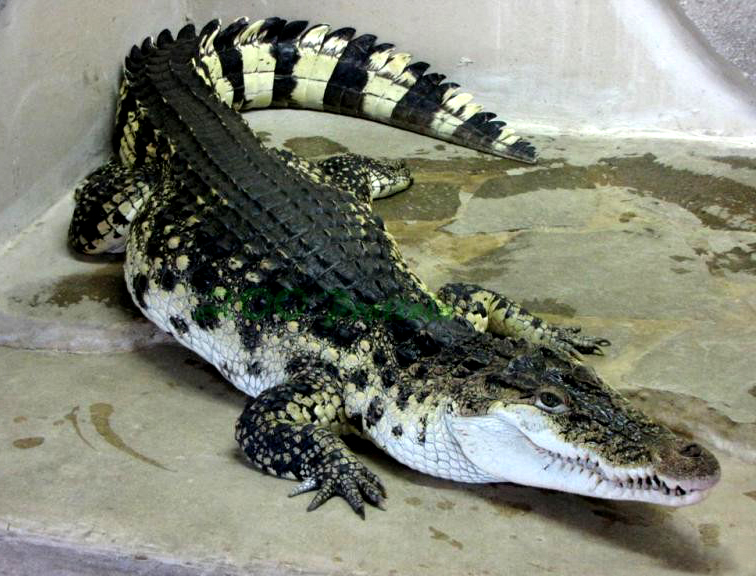 Крокодил - Детский Портал Знаний