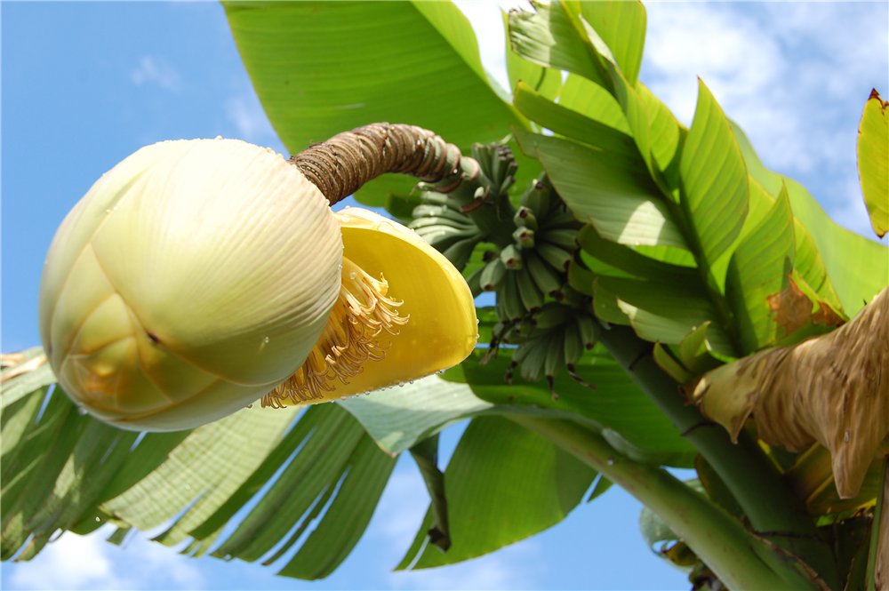 Как цветет банан. Банан Тропикана. Банановое дерево цветет. Соцветие банана. Цветение бананового дерева.
