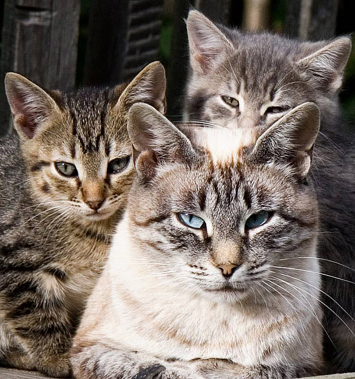 Четверо кошек. Кошачье семейство. Семья кошек. Кошки фото. Кошачья семейка.
