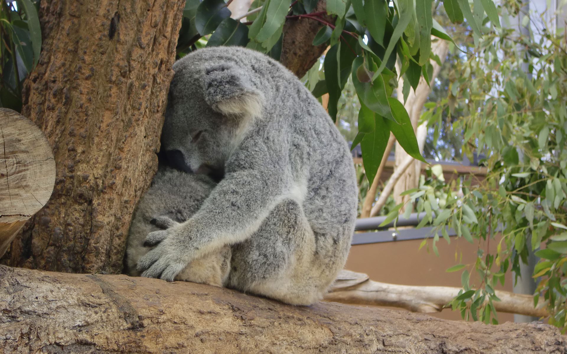 Sydney zoo. Зоопарк Таронга в Австралии. Таронга Сидней. Сидней зоопарк. Зоопарк в Сиднее Австралия.