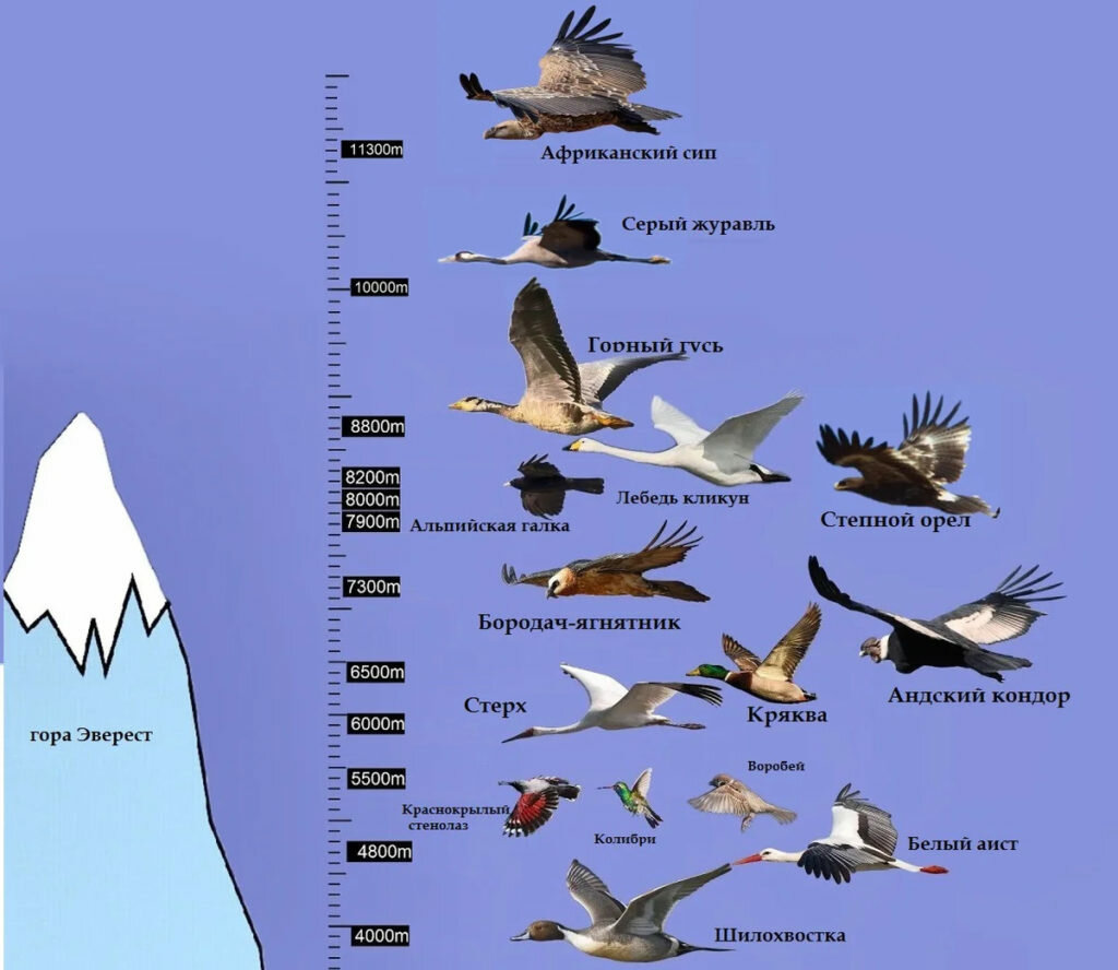 Какая птица летает выше всех