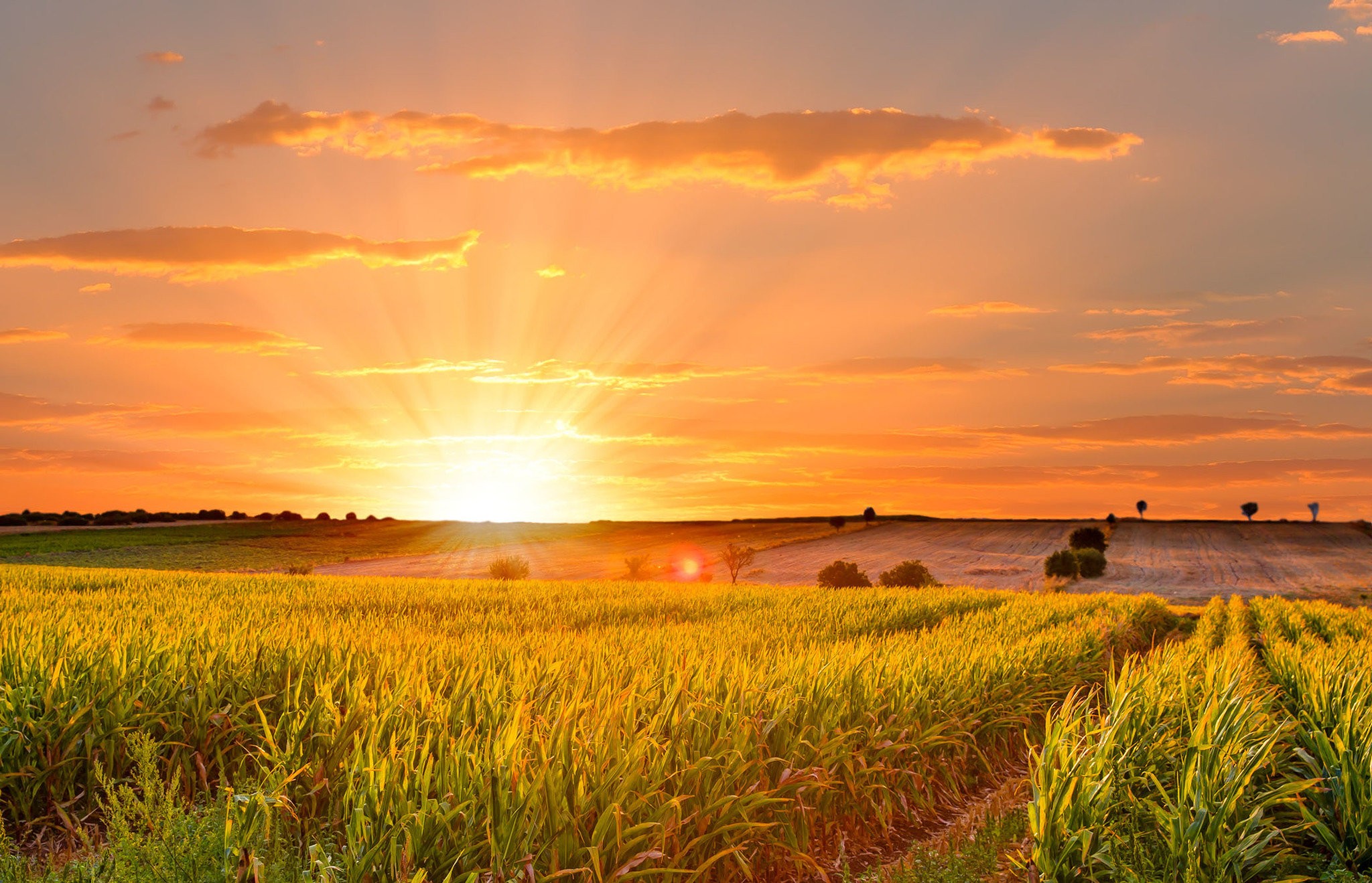 Summer is better. Sunrise over the field. Pleasant weather.