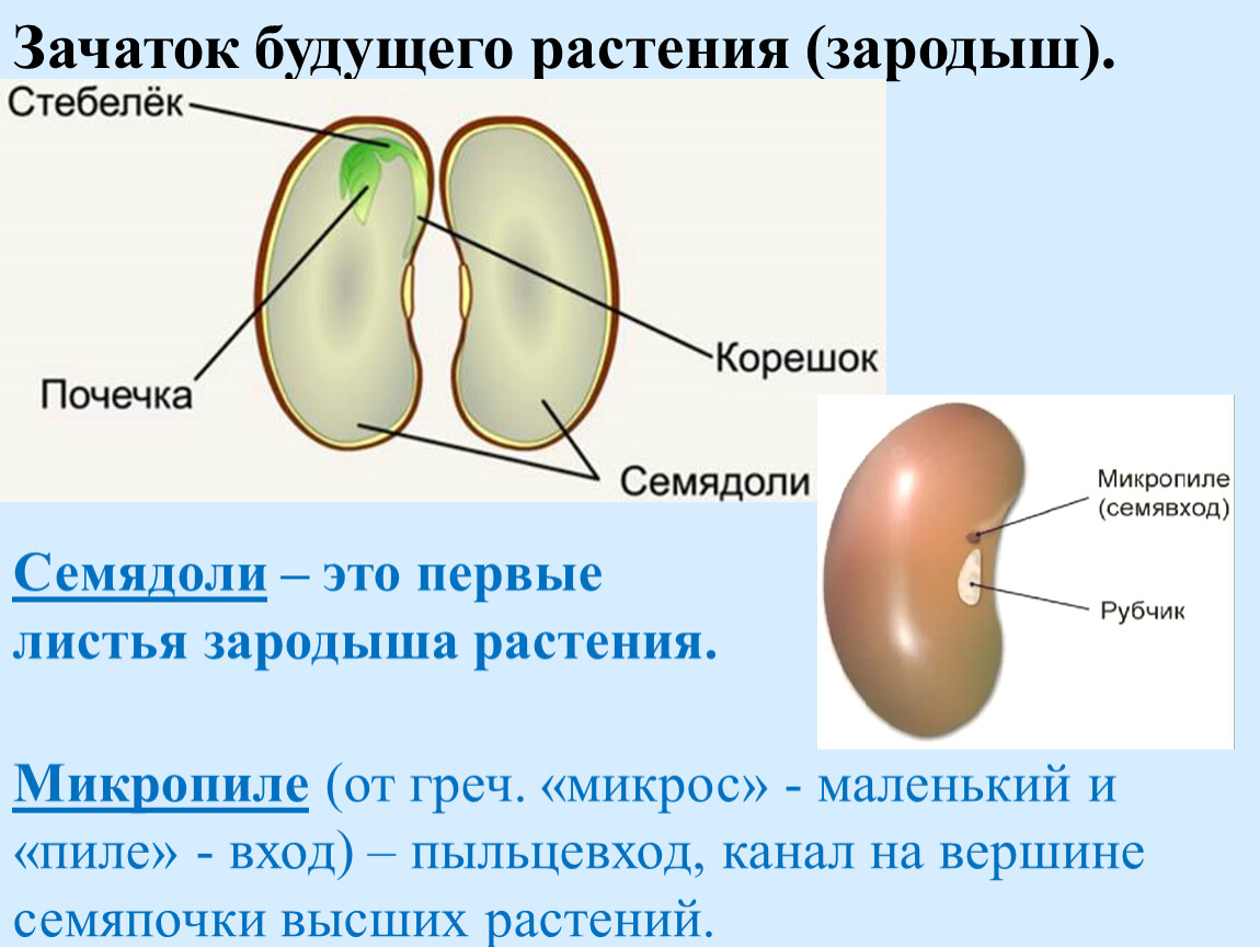 Что внутри у семени - Детский Портал Знаний