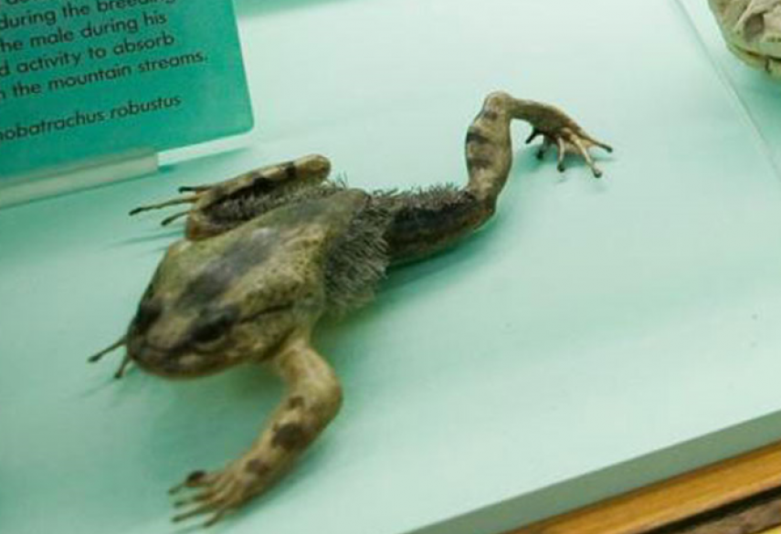 Лягушка Trichobatrachus robustus. Волосатая лягушка когти.