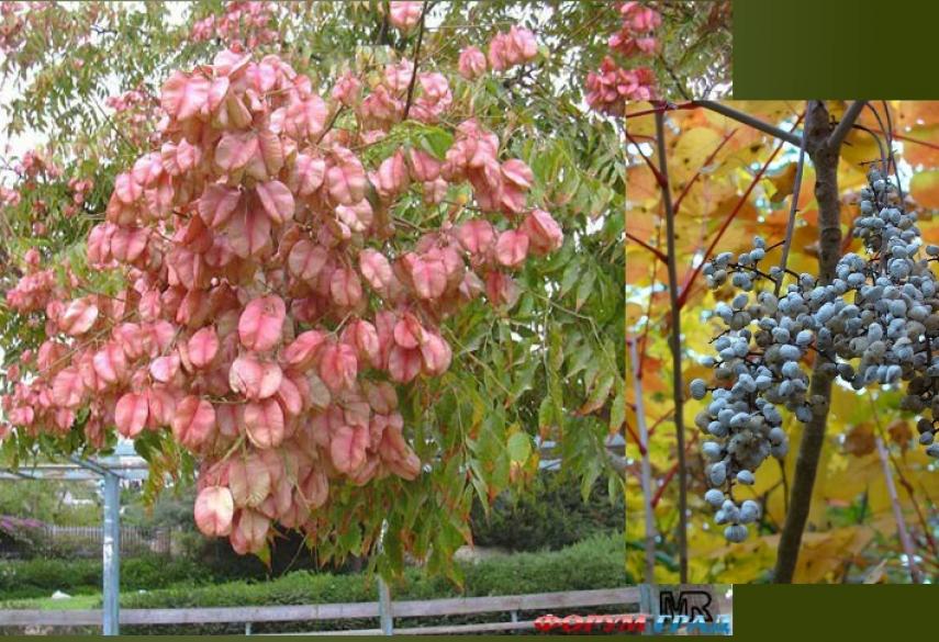Мыльное Дерево Фото