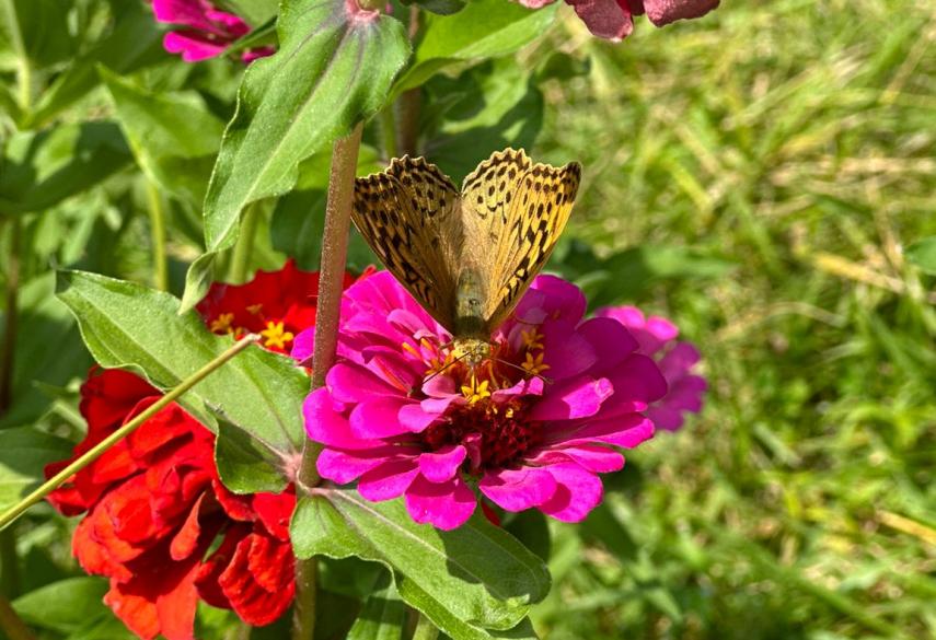 Афанасий Фет. Бабочка - Детский Портал Знаний