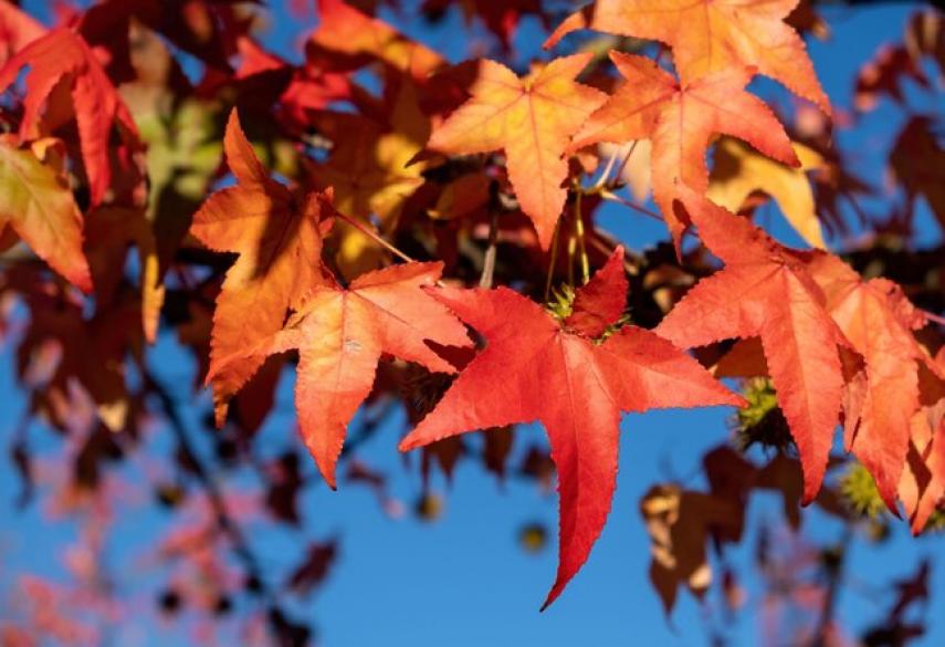 Клён - Детский Портал Знаний